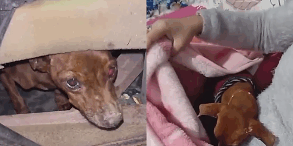 O sofá não mudou, a vida dele sim: cão idoso troca esconderijo no mato por colo quentinho em casa