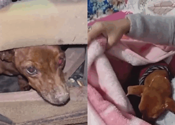 O sofá não mudou, a vida dele sim: cão idoso troca esconderijo no mato por colo quentinho em casa