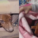 O sofá não mudou, a vida dele sim: cão idoso troca esconderijo no mato por colo quentinho em casa