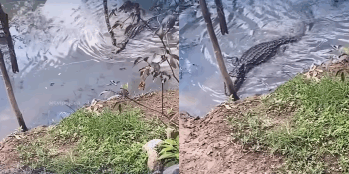 Ela chama o jacaré e o que acontece em seguida vai te deixar sem reação