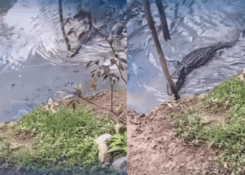 Ela chama o jacaré e o que acontece em seguida vai te deixar sem reação