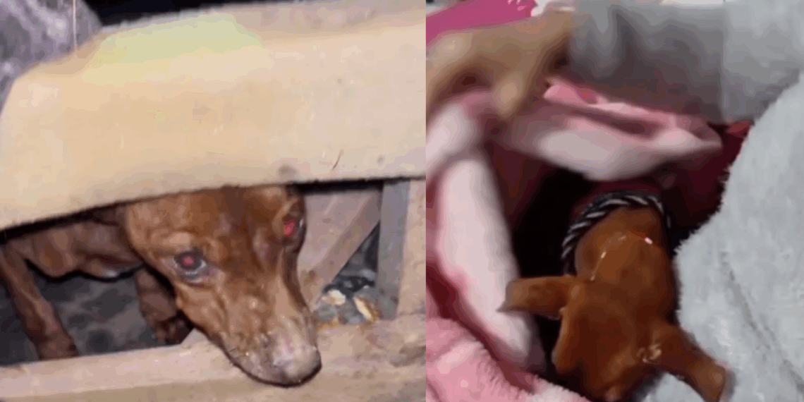 "É engraçado como um sofá pode significar coisas tão diferentes": cão idoso troca abandono no mato pelo colo da tutora