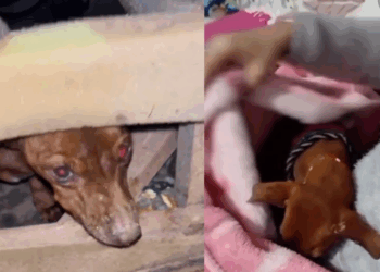 "É engraçado como um sofá pode significar coisas tão diferentes": cão idoso troca abandono no mato pelo colo da tutora