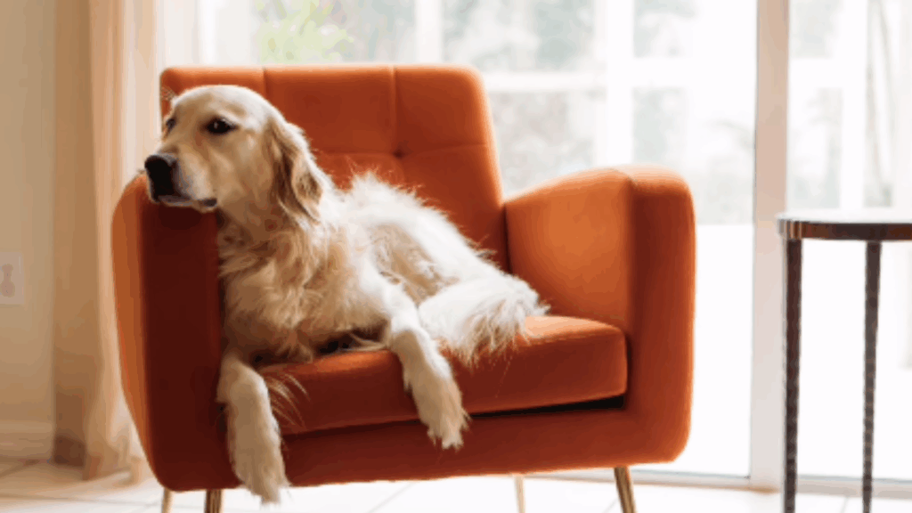 Veja as fotos virais da cadela golden retriever que não escondeu o ciúme do bebê recém-nascido e saiba como adaptar pets à chegada da criança