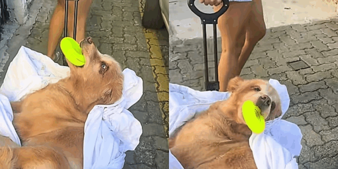 Hannah, a golden de 11 anos que não anda mais, vai à fisioterapia de carrinho e conquista a internet com seu brinquedo na boca
