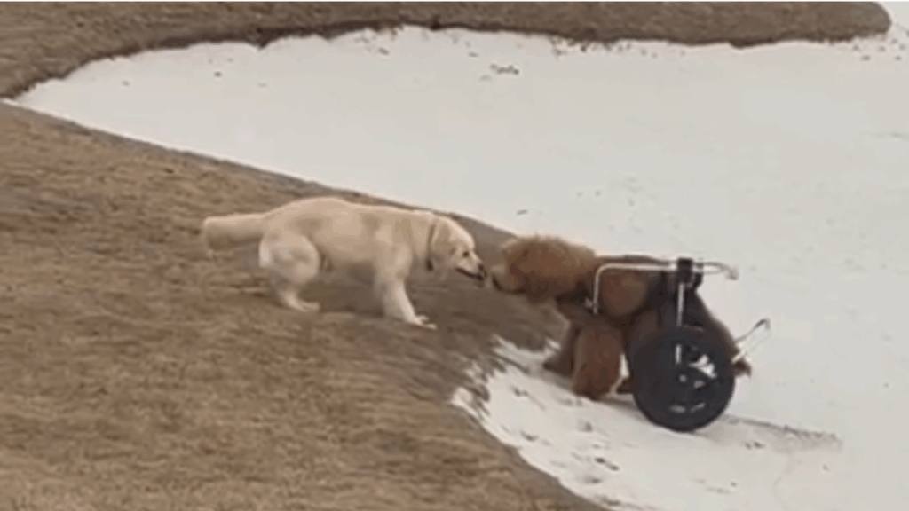 “Uma história de amor que vou contar para sempre”: Família desiste de adoção para não separar duas cachorrinhas inseparáveis