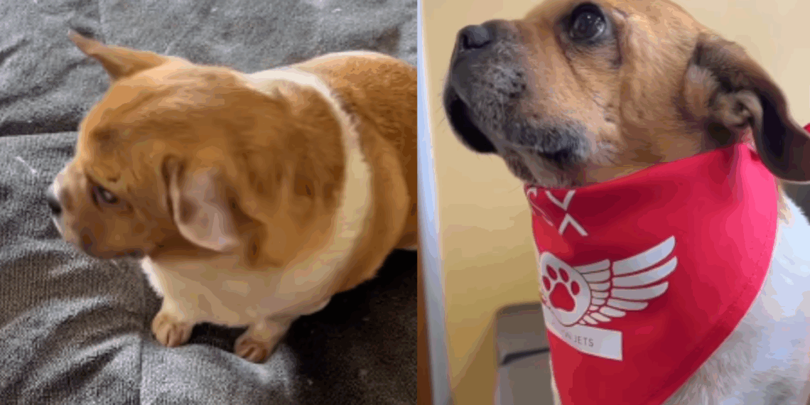 “Ele é um em um milhão”: cãozinho resgatado à beira da morte ganha nova chance e vira terapeuta em hospitais