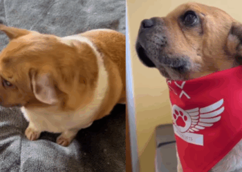 “Ele é um em um milhão”: cãozinho resgatado à beira da morte ganha nova chance e vira terapeuta em hospitais