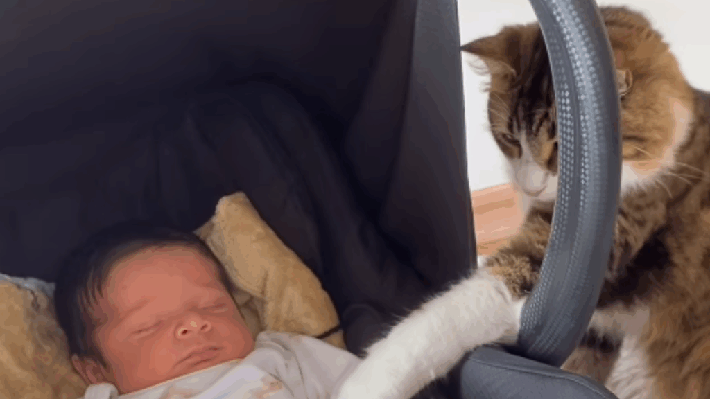 “Seja bem-vindo”: Conheça Bud, o gatinho dramático que deixou de lado o ciúme para dar as boas-vindas ao recém-nascido Davi
