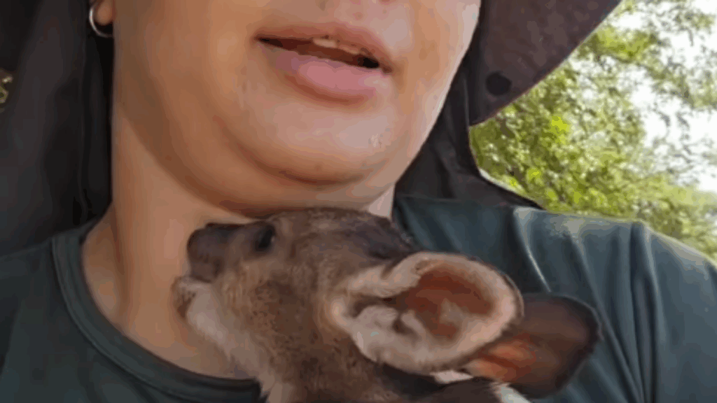 "Vida no campo e suas surpresas": filhote de veado-catingueiro tenta mamar em bióloga após resgate e comove a web