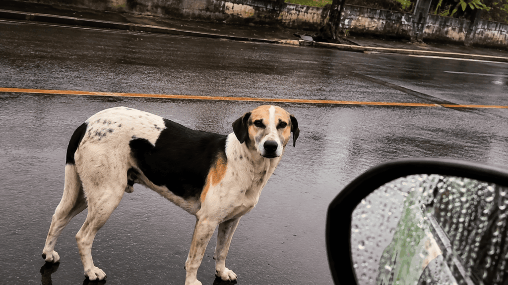 Jovem resgata cachorro na chuva e ganha 'sorrisinho banguela' como recompensa