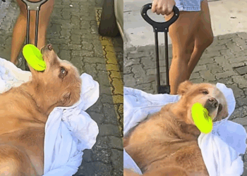 Hannah, a golden de 11 anos que não anda mais, vai à fisioterapia de carrinho e conquista a internet com seu brinquedo na boca