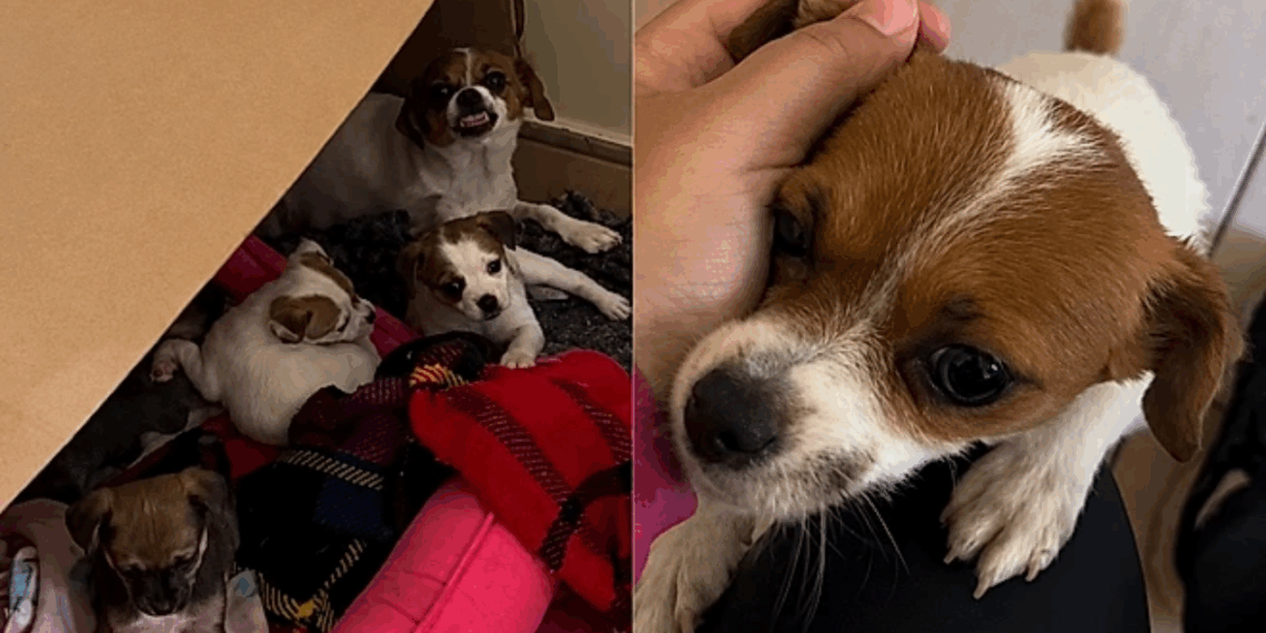 Cachorrinha Lila volta a sorrir após entender que seus filhotes estavam seguros em lar com cama quentinha