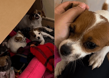 Cachorrinha Lila volta a sorrir após entender que seus filhotes estavam seguros em lar com cama quentinha
