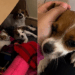 Cachorrinha Lila volta a sorrir após entender que seus filhotes estavam seguros em lar com cama quentinha