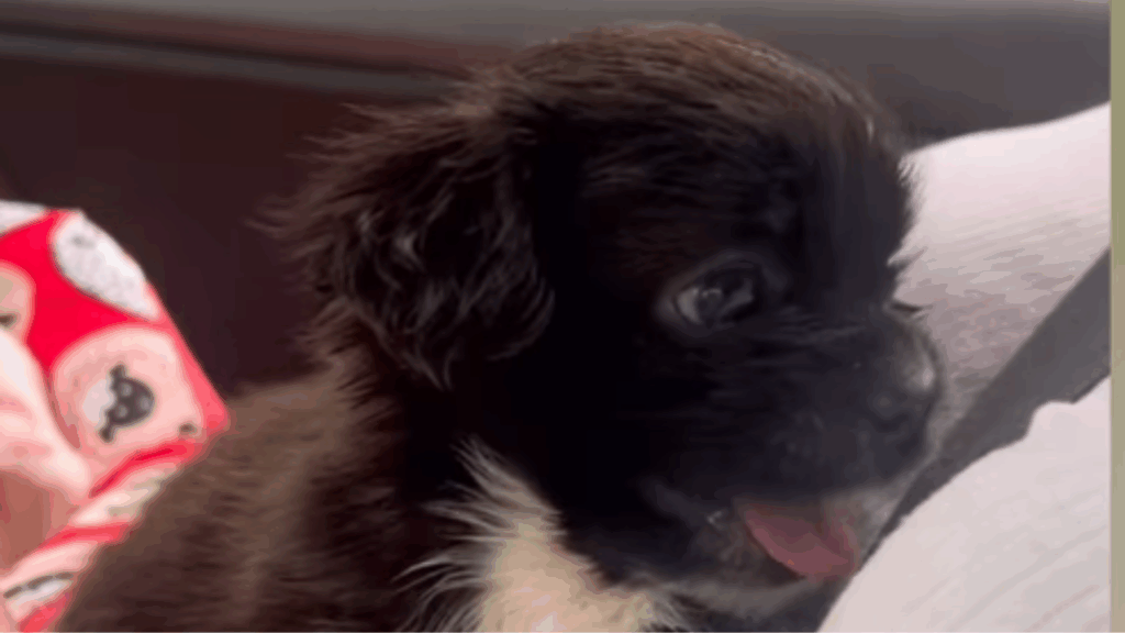 "Comprei laços para um shih-tzu e ganhei uma princesinha única": transformação de cachorrinha encanta a web