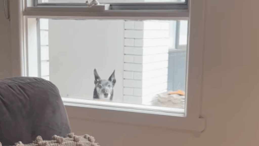 Cães percebem gravidez antes das tutoras? Entenda a ciência por trás desse comportamento