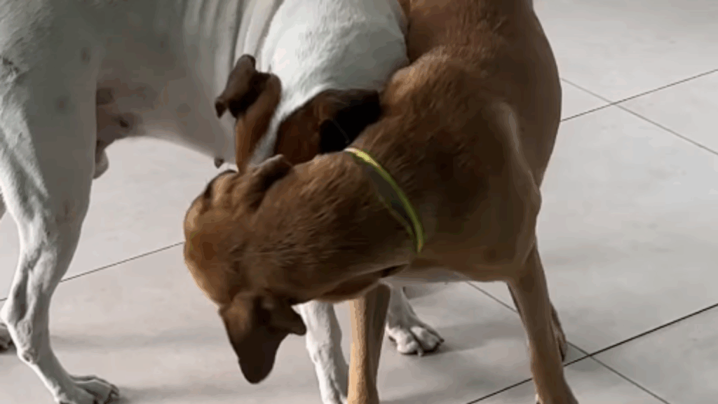 O cão medroso que ninguém queria: Como 15 gatos mudaram o destino de Coragem após 4 abandonos cruéis