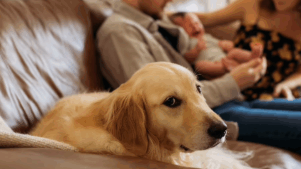 “Olhares de canto e muito drama”: Golden retriever rouba a cena em ensaio fotográfico e viraliza ao revelar ciúme de recém-nascido