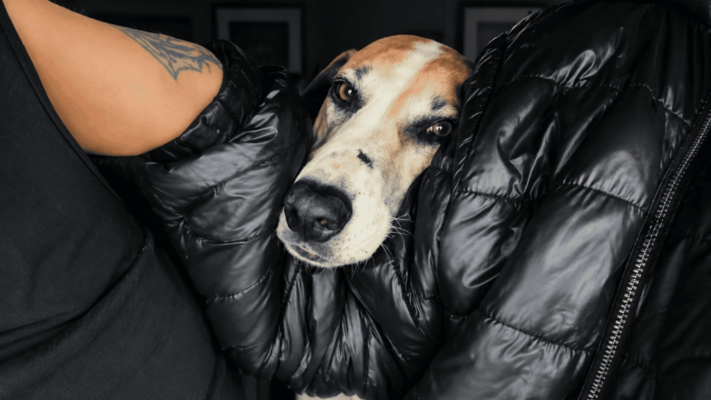Jovem resgata cachorro na chuva e ganha 'sorrisinho banguela' como recompensa