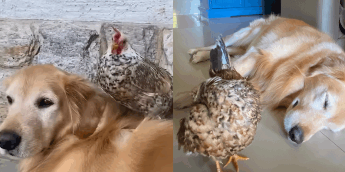 "Como um tesouro precioso": Golden carrega galinha delicadamente pela casa e encanta o ES
