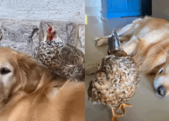 "Como um tesouro precioso": Golden carrega galinha delicadamente pela casa e encanta o ES