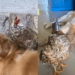 "Como um tesouro precioso": Golden carrega galinha delicadamente pela casa e encanta o ES