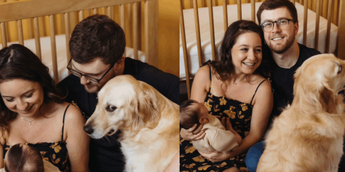 Veja as fotos virais da cadela golden retriever que não escondeu o ciúme do bebê recém-nascido e saiba como adaptar pets à chegada da criança