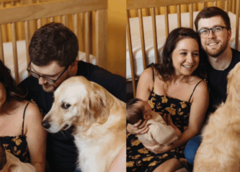 Veja as fotos virais da cadela golden retriever que não escondeu o ciúme do bebê recém-nascido e saiba como adaptar pets à chegada da criança