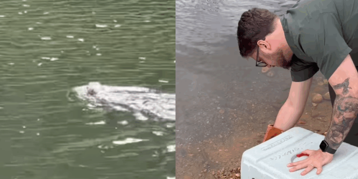 “Virou-se e disse: muito obrigado”: lontra agradece resgate e emociona a internet