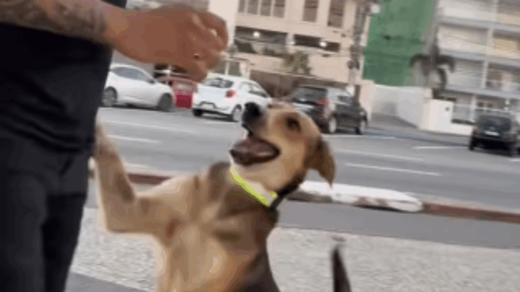 “Sinto que estou fazendo a minha parte”: ativista coloca coleiras refletivas em cães de rua e inspira projeto de lei