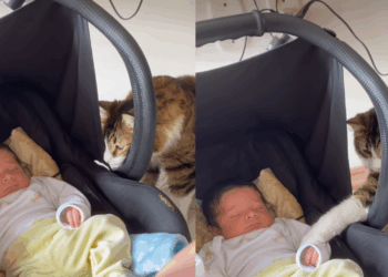 “Seja bem-vindo”: Conheça Bud, o gatinho dramático que deixou de lado o ciúme para dar as boas-vindas ao recém-nascido Davi