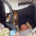 “Seja bem-vindo”: Conheça Bud, o gatinho dramático que deixou de lado o ciúme para dar as boas-vindas ao recém-nascido Davi