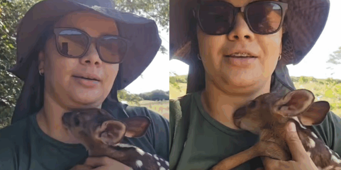 "Vida no campo e suas surpresas": filhote de veado-catingueiro tenta mamar em bióloga após resgate e comove a web