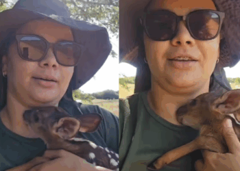 "Vida no campo e suas surpresas": filhote de veado-catingueiro tenta mamar em bióloga após resgate e comove a web