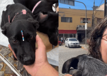 Jovem sai para fazer as unhas e volta com cadela deixada para trás em feira: "Só tinha sobrado ela"