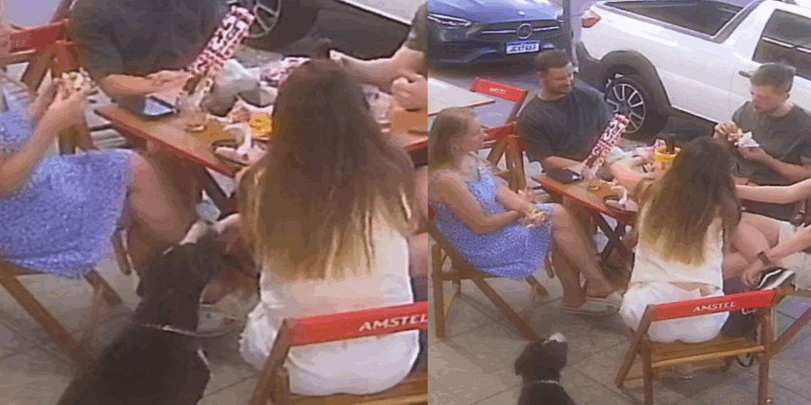 Conheça Burgão, o cão "funcionário" de hamburgueria que deu bote em polenta de cliente e viralizou