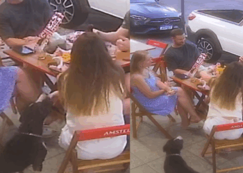 Conheça Burgão, o cão "funcionário" de hamburgueria que deu bote em polenta de cliente e viralizou