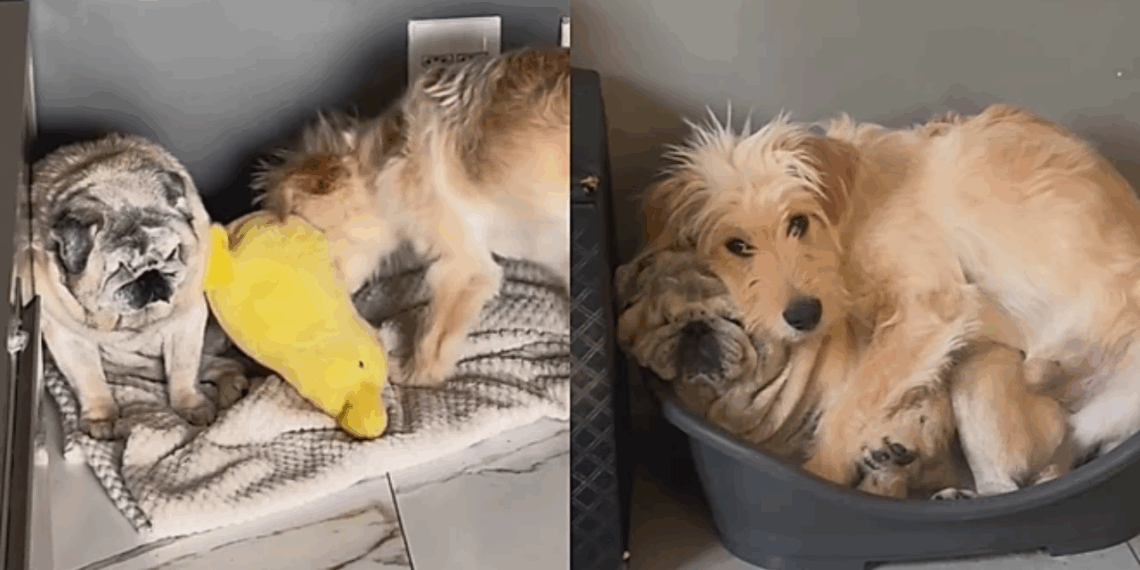 "Às vezes tudo que você precisa é de um cachorro para seu cachorro": pug idoso se transforma após ganhar um irmão