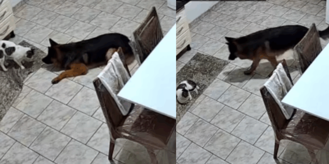 "Ele não esperava por isso": pastor alemão encurrala gato 'invasor' e cena ganha a web