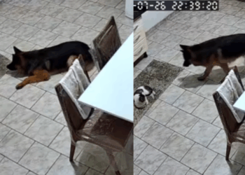 "Ele não esperava por isso": pastor alemão encurrala gato 'invasor' e cena ganha a web