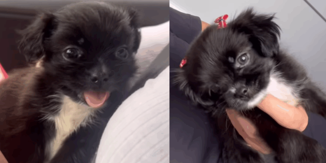 "Comprei laços para um shih-tzu e ganhei uma princesinha única": transformação de cachorrinha encanta a web