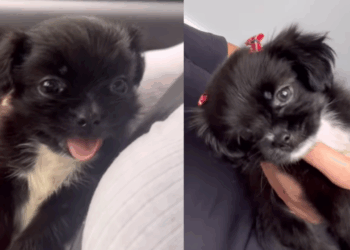 "Comprei laços para um shih-tzu e ganhei uma princesinha única": transformação de cachorrinha encanta a web