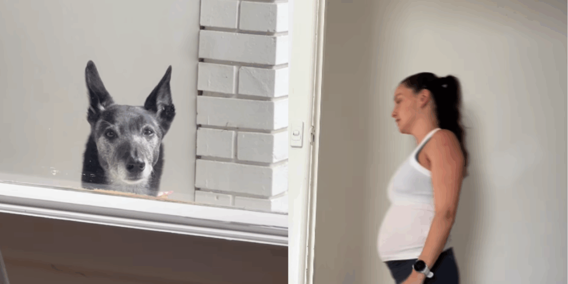 Cães percebem gravidez antes das tutoras? Entenda a ciência por trás desse comportamento