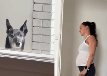 Cães percebem gravidez antes das tutoras? Entenda a ciência por trás desse comportamento