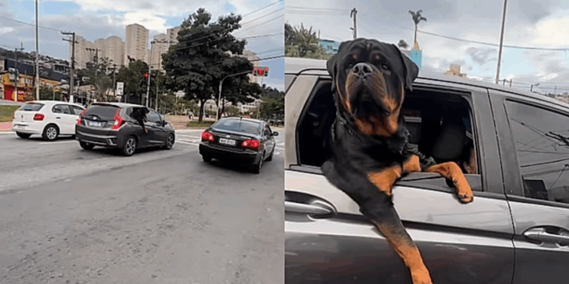 Motoqueiro tenta fazer carinho em rottweiler gigante no meio do trânsito, mas não recebe a recepção que gostaria