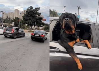 Motoqueiro tenta fazer carinho em rottweiler gigante no meio do trânsito, mas não recebe a recepção que gostaria