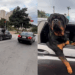 Motoqueiro tenta fazer carinho em rottweiler gigante no meio do trânsito, mas não recebe a recepção que gostaria