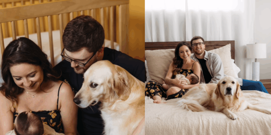 “Olhares de canto e muito drama”: Golden retriever rouba a cena em ensaio fotográfico e viraliza ao revelar ciúme de recém-nascido