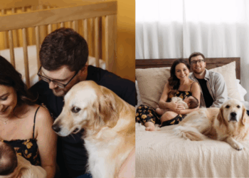 “Olhares de canto e muito drama”: Golden retriever rouba a cena em ensaio fotográfico e viraliza ao revelar ciúme de recém-nascido